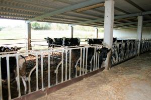 Azienda agricola in posizione collinare e panoramica in vendita a Magliano in Toscana