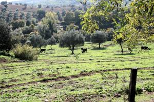 Azienda agricola in posizione collinare e panoramica in vendita a Magliano in Toscana
