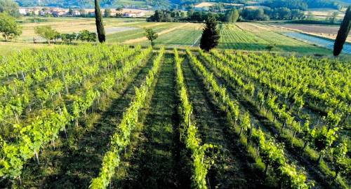 Azienda agricola composta da diversi fabbricati e  ampio terreno seminativo e in parte a vigneto in vendita a San Miniato