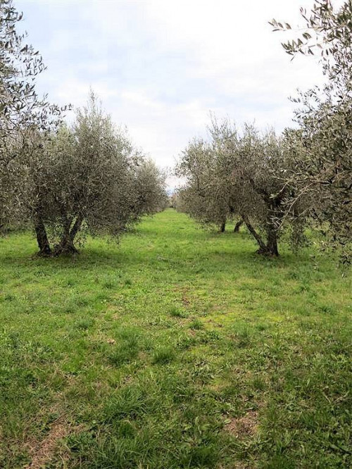 Annesso agricolo da ristrutturare in splendida posizione in vendita a Gavorrano