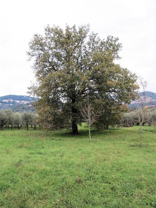 Annesso agricolo da ristrutturare in splendida posizione in vendita a Gavorrano