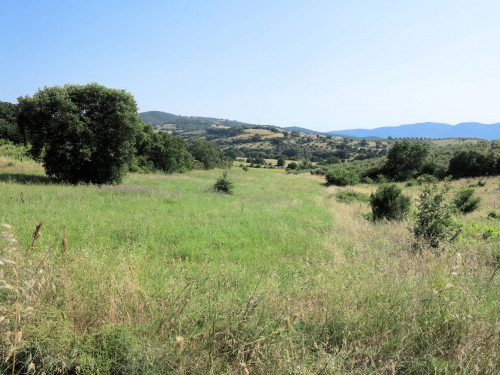 Azienda agricola in posizione collinare con vista mare in vendita a Magliano in Toscana