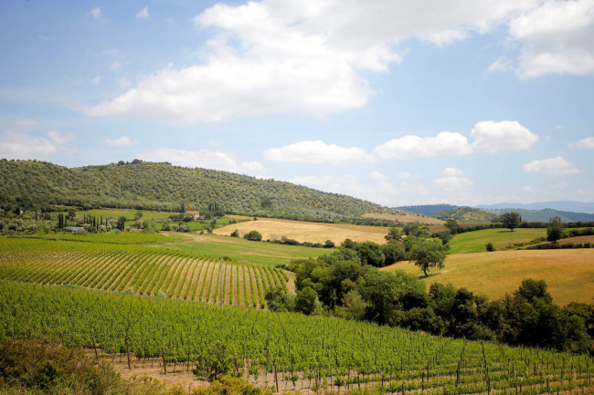 Azienda vitivinicola Morellino di Scansano con agriturismo in vendita a Grosseto