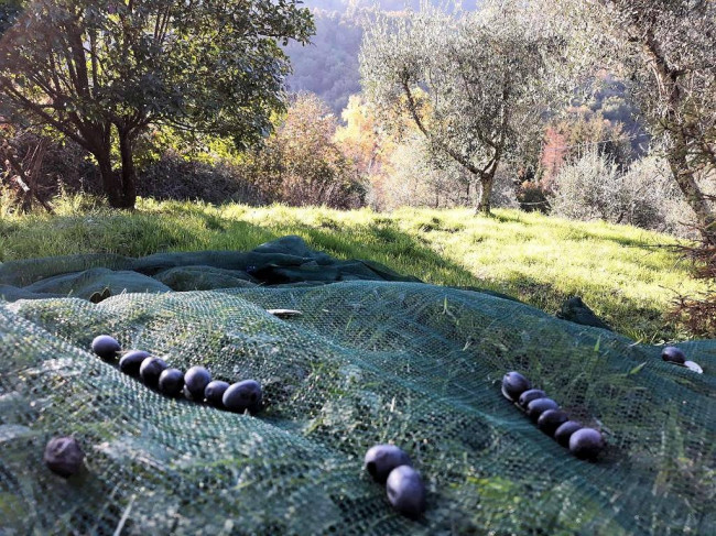 Rustico con ampio terreno e vista panoramica in vendita a Pescia