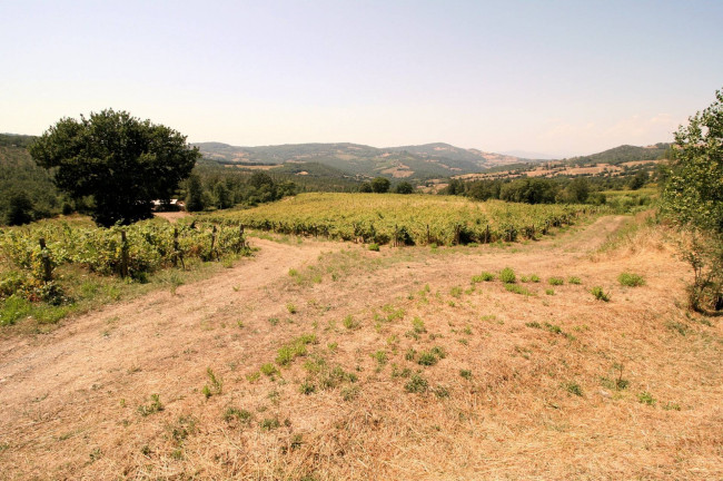 Azienda vitivinicola con produzione di vini di alta qualita' in posizione collinare con vista panoramica in vendita a Scansano