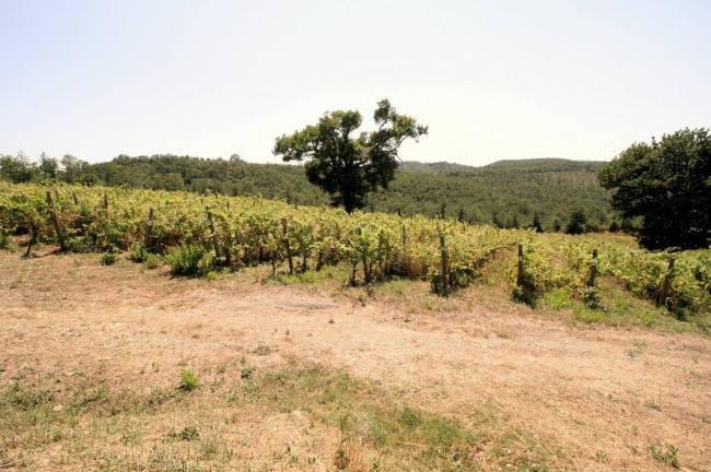 Azienda vitivinicola con produzione di vini di alta qualita' in posizione collinare con vista panoramica in vendita a Scansano