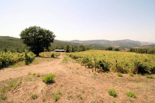 Azienda vitivinicola con produzione di vini di alta qualita' in posizione collinare con vista panoramica in vendita a Scansano
