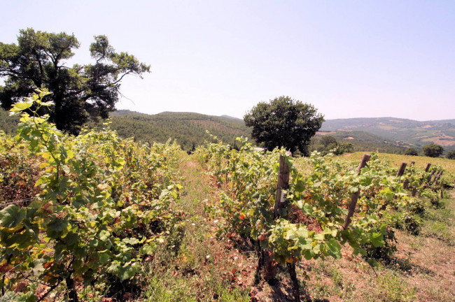 Azienda vitivinicola con produzione di vini di alta qualita' in posizione collinare con vista panoramica in vendita a Scansano