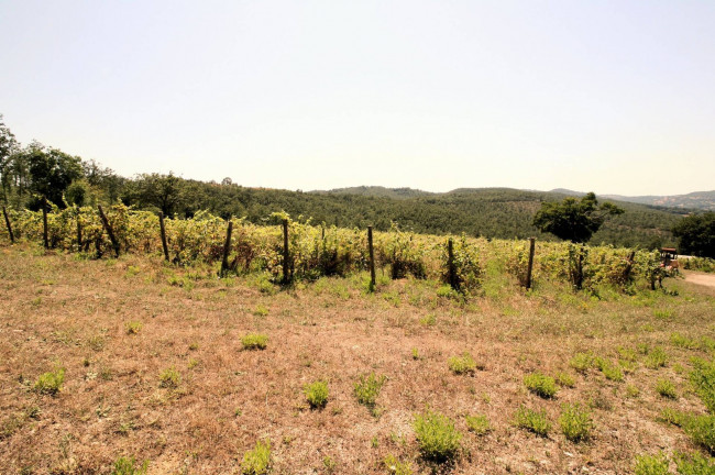 Azienda vitivinicola con produzione di vini di alta qualita' in posizione collinare con vista panoramica in vendita a Scansano