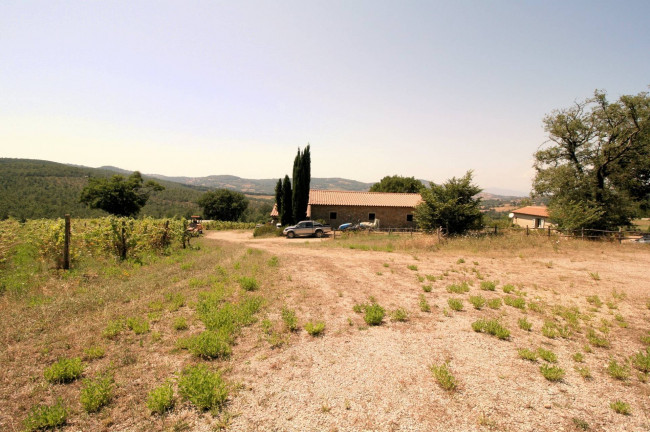 Azienda vitivinicola con produzione di vini di alta qualita' in posizione collinare con vista panoramica in vendita a Scansano