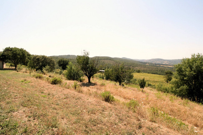 Azienda vitivinicola con produzione di vini di alta qualita' in posizione collinare con vista panoramica in vendita a Scansano