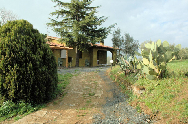 Casale con oliveto vicino a Grosseto in vendita a Grosseto