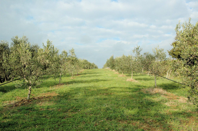 Casale con oliveto vicino a Grosseto in vendita a Grosseto