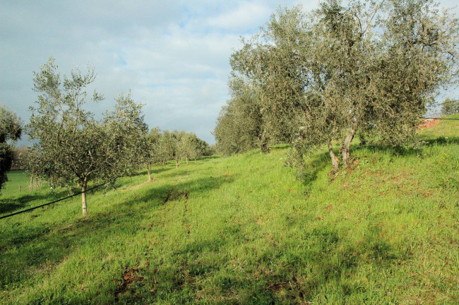 Casale con oliveto vicino a Grosseto in vendita a Grosseto