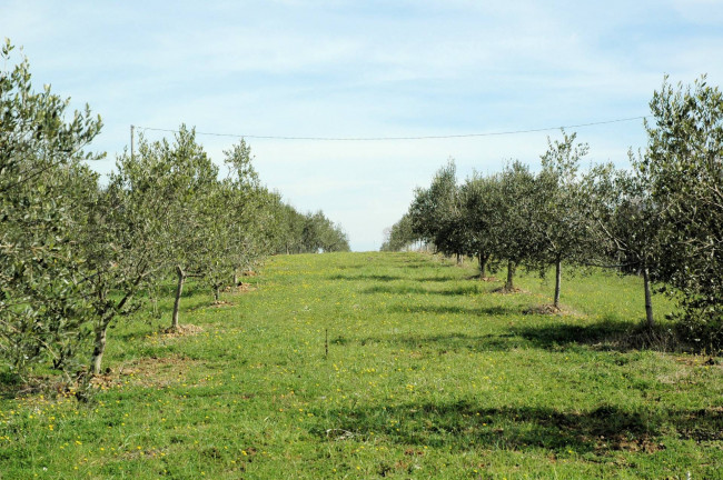Casale con oliveto vicino a Grosseto in vendita a Grosseto