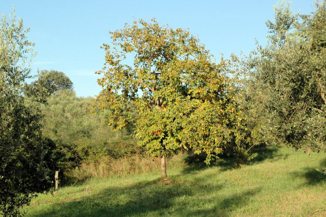 Casale con oliveto vicino a Grosseto in vendita a Grosseto
