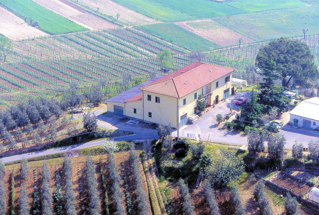 Azienda agricola produzione vino ed olio in vendita a Cerreto Guidi