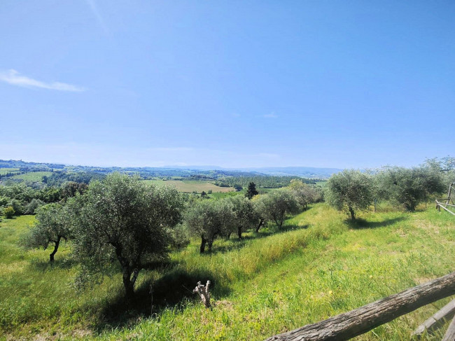 Piccola azienda agricola con casale di campagna in vendita a Palaia