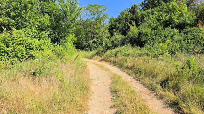 Terreno per azienda agricola in posizione stupenda in vendita a Massa Marittima