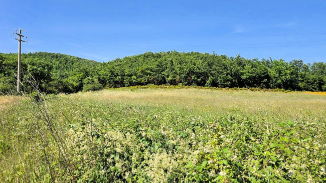 Terreno per azienda agricola in posizione stupenda in vendita a Massa Marittima