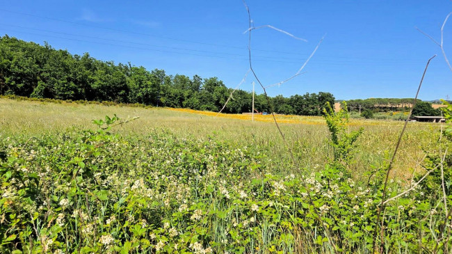 Terreno per azienda agricola in posizione stupenda in vendita a Massa Marittima