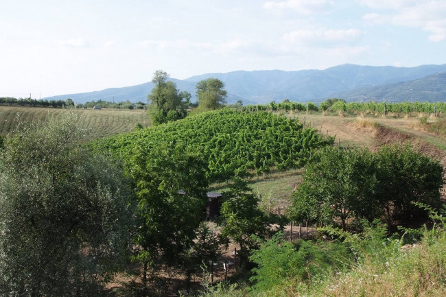 Agriturismo di ampia superficie con vigneto piscina in posizione panoramica in vendita a Loro Ciuffenna