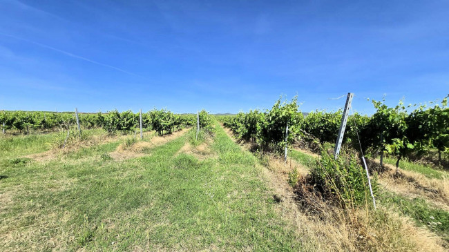 Azienda agricola con vigneto ed oliveto in vendita a Scarlino
