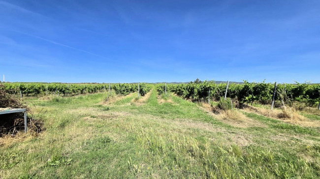Azienda agricola con vigneto ed oliveto in vendita a Scarlino