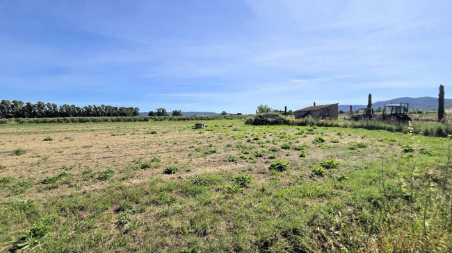 Azienda agricola con vigneto ed oliveto in vendita a Scarlino