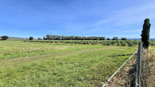 Azienda agricola con vigneto ed oliveto in vendita a Scarlino