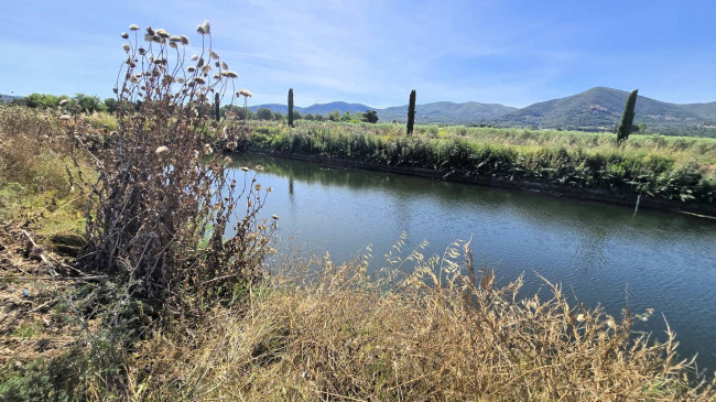 Azienda agricola con vigneto ed oliveto in vendita a Scarlino