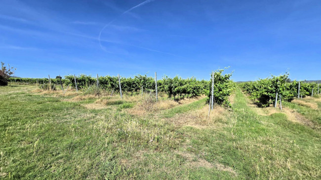 Azienda agricola con vigneto ed oliveto in vendita a Scarlino