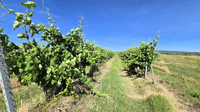 Azienda agricola con vigneto ed oliveto in vendita a Scarlino