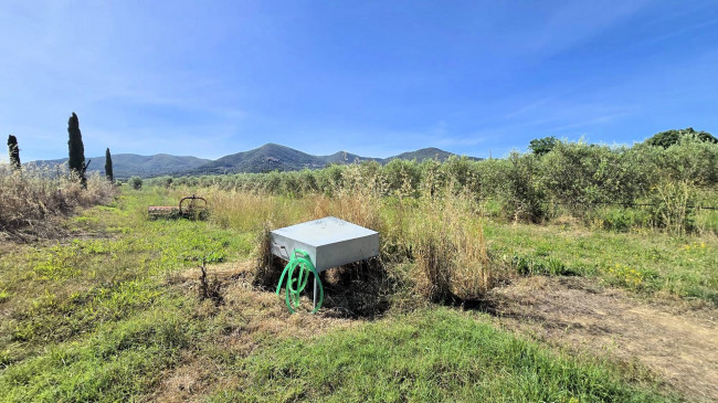 Azienda agricola con vigneto ed oliveto in vendita a Scarlino