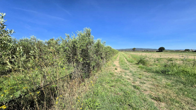 Azienda agricola con vigneto ed oliveto in vendita a Scarlino
