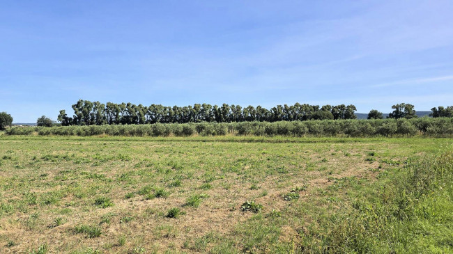 Azienda agricola con vigneto ed oliveto in vendita a Scarlino