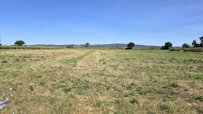 Azienda agricola con vigneto ed oliveto in vendita a Scarlino