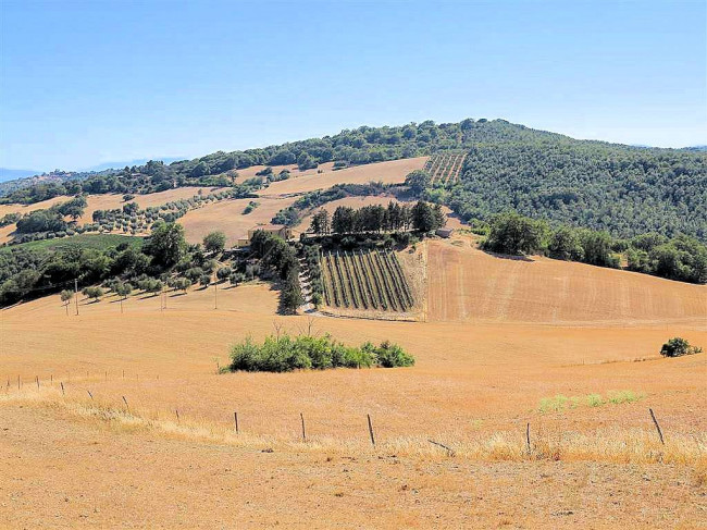 Podere da ristrutturare con ampio terreno in posizione panoramica in vendita a Magliano in Toscana