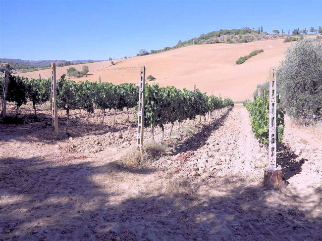 Podere da ristrutturare con ampio terreno in posizione panoramica in vendita a Magliano in Toscana