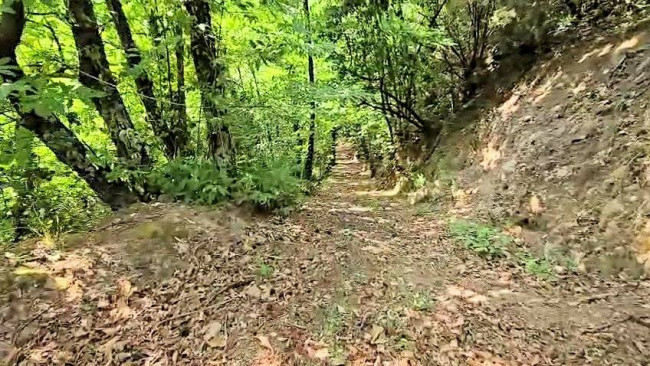 Rustico con ampio terreno e vista panoramica in vendita a Roccastrada