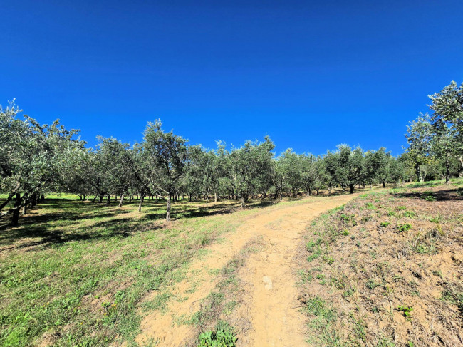 Rustico con ampio terreno e vista panoramica in vendita a Larciano
