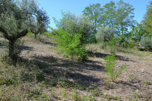 Terreno edificabile in vendita a Montesilvano Colle, Montesilvano (PE)
