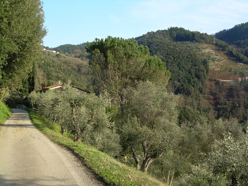  massarosa vendita quart: bozzano mediterranea-immobiliare-s.n.c.